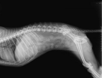 Negative X-Ray of spinal column, chest, abdomen, pelvis and thighbone of a female 16 years old small dog