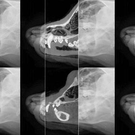 Veterinary X-Ray CT CR Dog